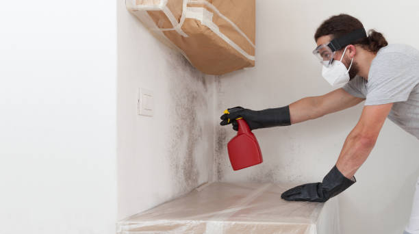 Professional Attic Mold Removal technician working in Helmetta, NJ
