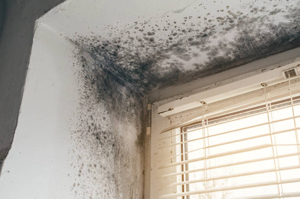 Trusted Mold Removal service in Helmetta, NJ - Cheap Mold Removal